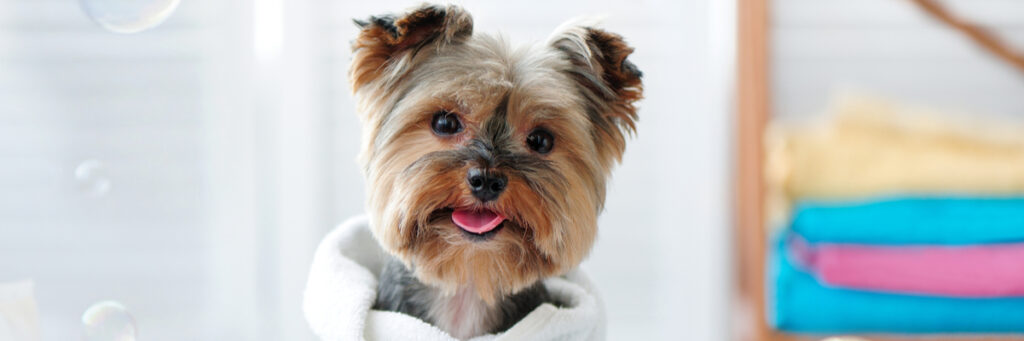can a landlord deny an emotional support animal illustration