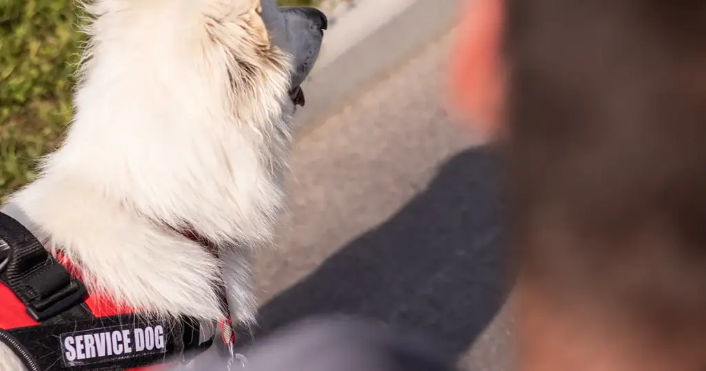 can a landlord limit the number of emotional support animals illustration