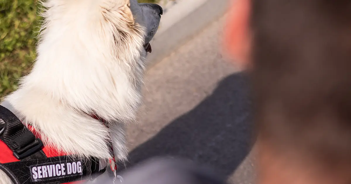 can a landlord limit the number of emotional support animals illustration