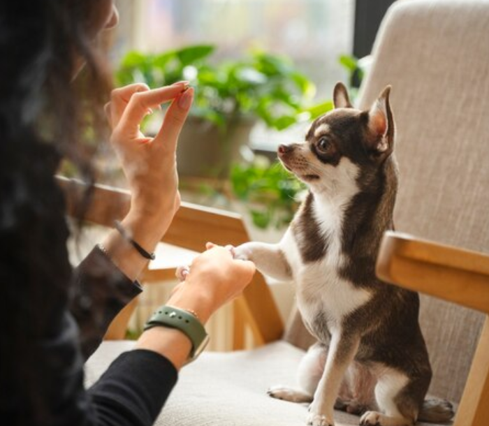 can a landlord require documentation for a service dog illustration