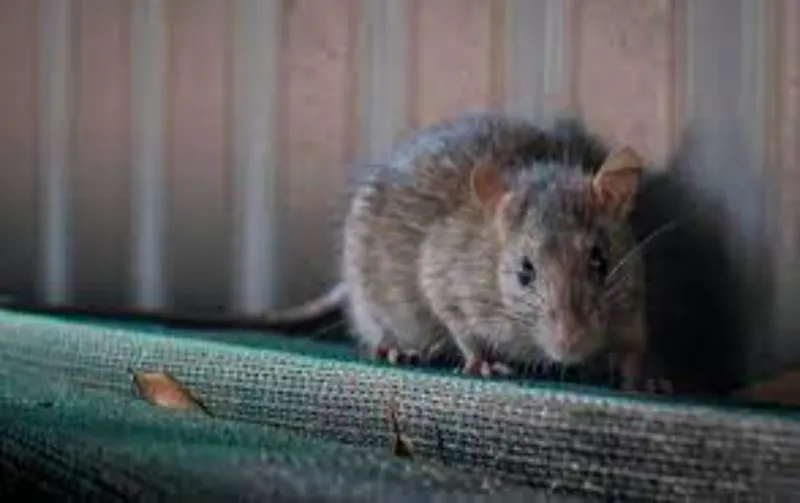 can i sue my landlord for rat infestation illustration