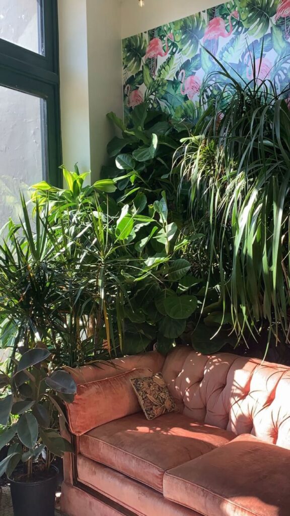 indoor plants for home decor aesthetics example